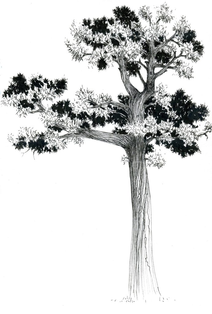 arbre-montsouris2-dessin-adelie-payen