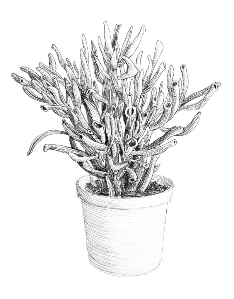 Succulente-dessin-adelie-payen
