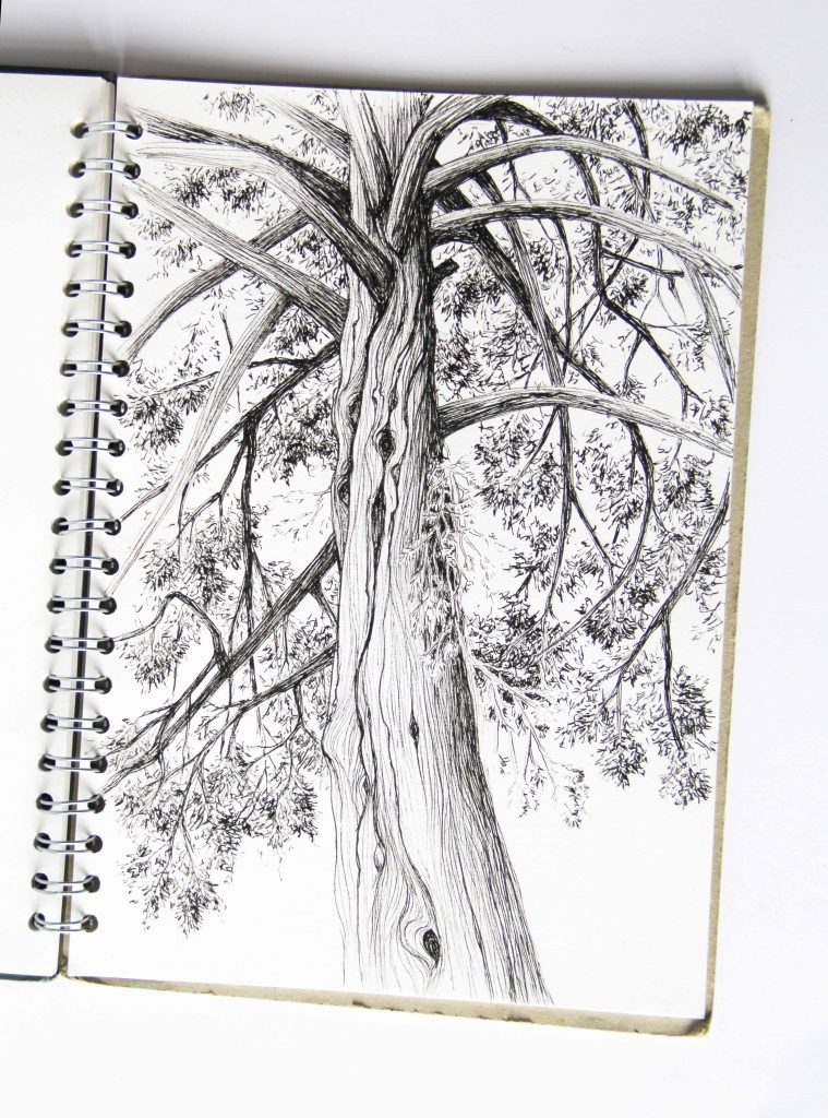 croquis-sequoia-adelie-payen